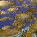 Diving, underwater & fish