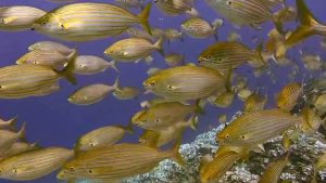 Diving, underwater & fish
